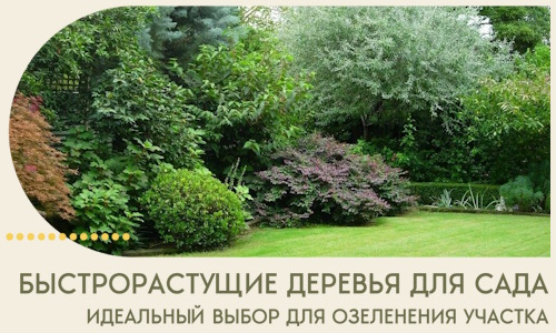 Быстрорастущие деревья для сада идеальный выбор в Гукове