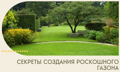 Секреты создания роскошного газона в Гукове
